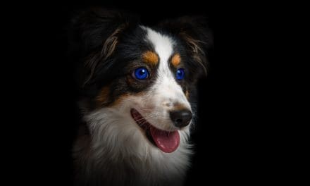 11 Ways To Help Your Dog With Fireworks