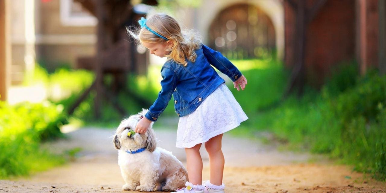 Tips & Tricks to Training Little Dogs