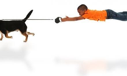 Tips and Tricks for Leash Training