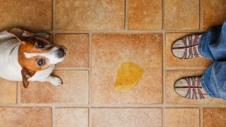 How to Potty Train Your Dog