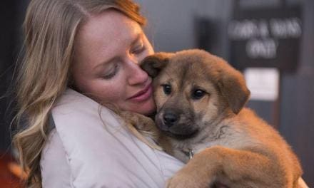 Working with rescue dogs