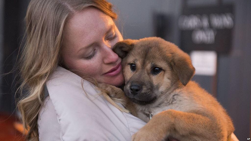 Working with rescue dogs