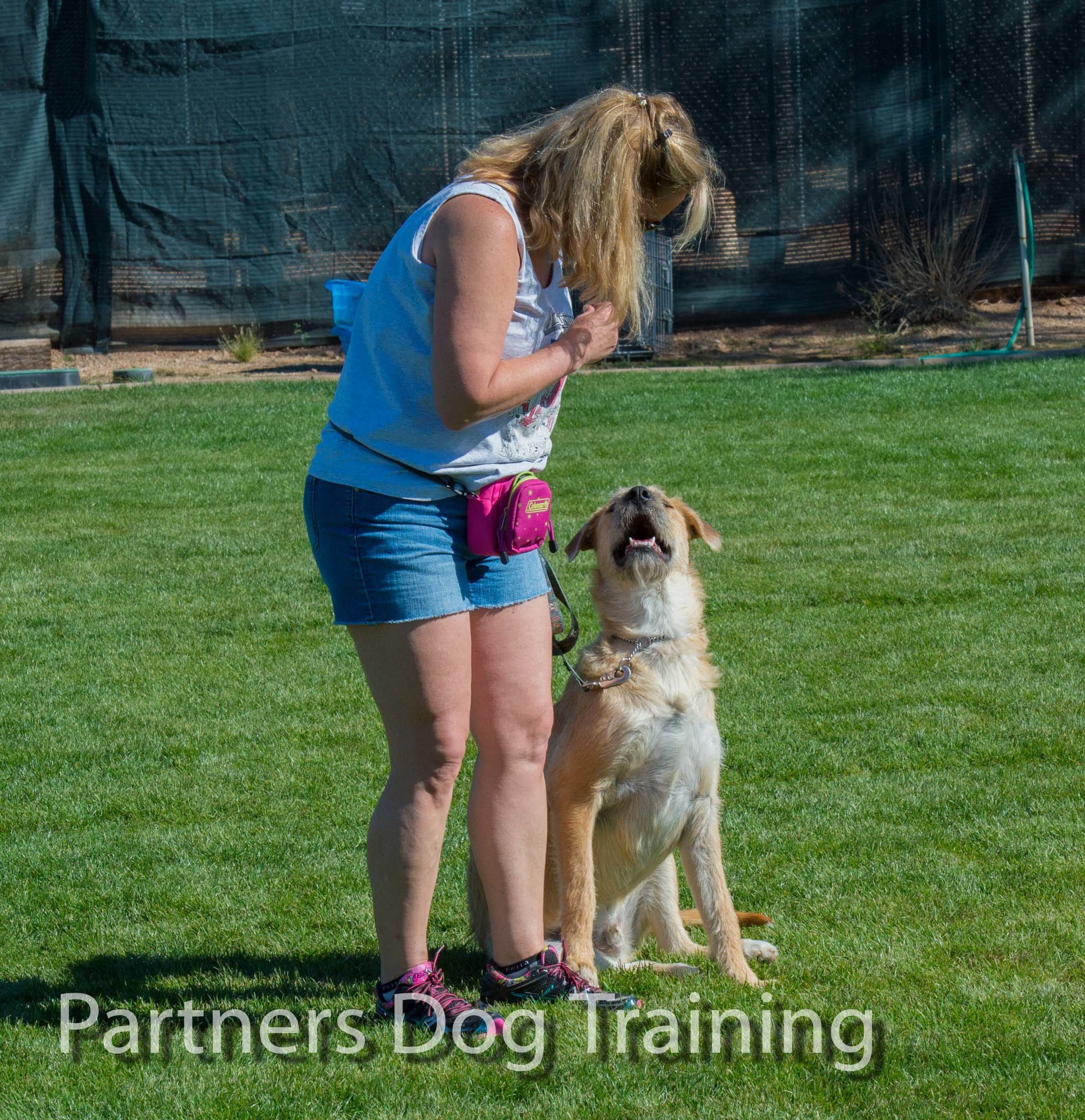 partners dogs training