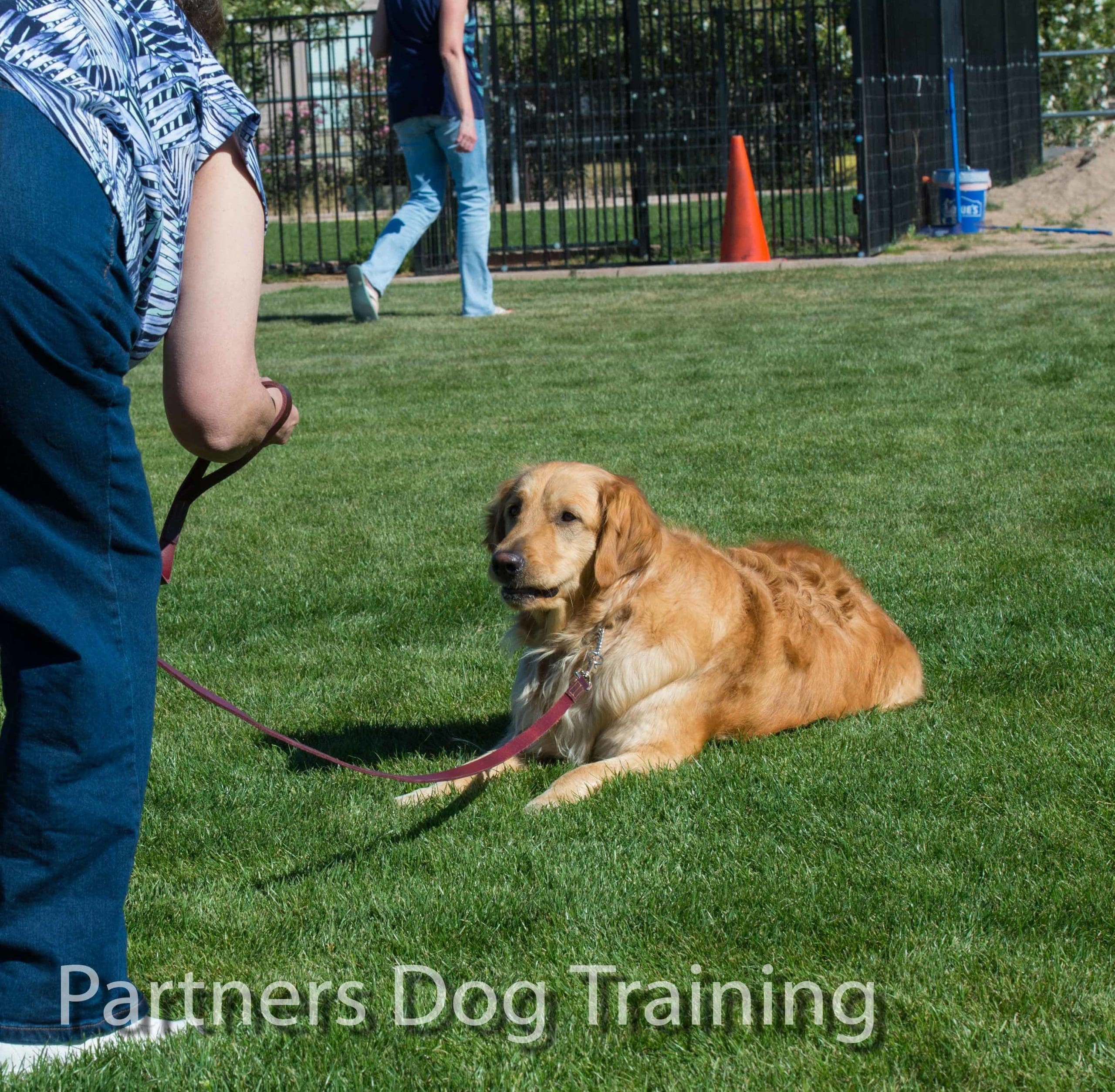 How to teach your dog to come when called