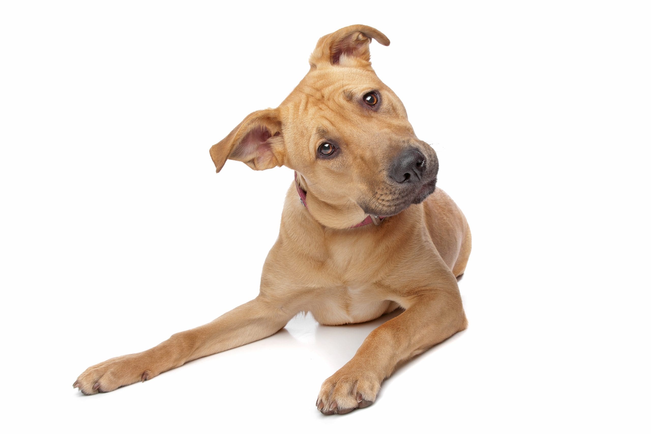 What questions your dog WANTS to ask you