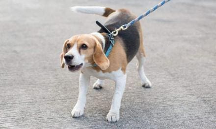 How to stop your dog from lunging