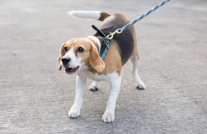 How to stop your dog from lunging