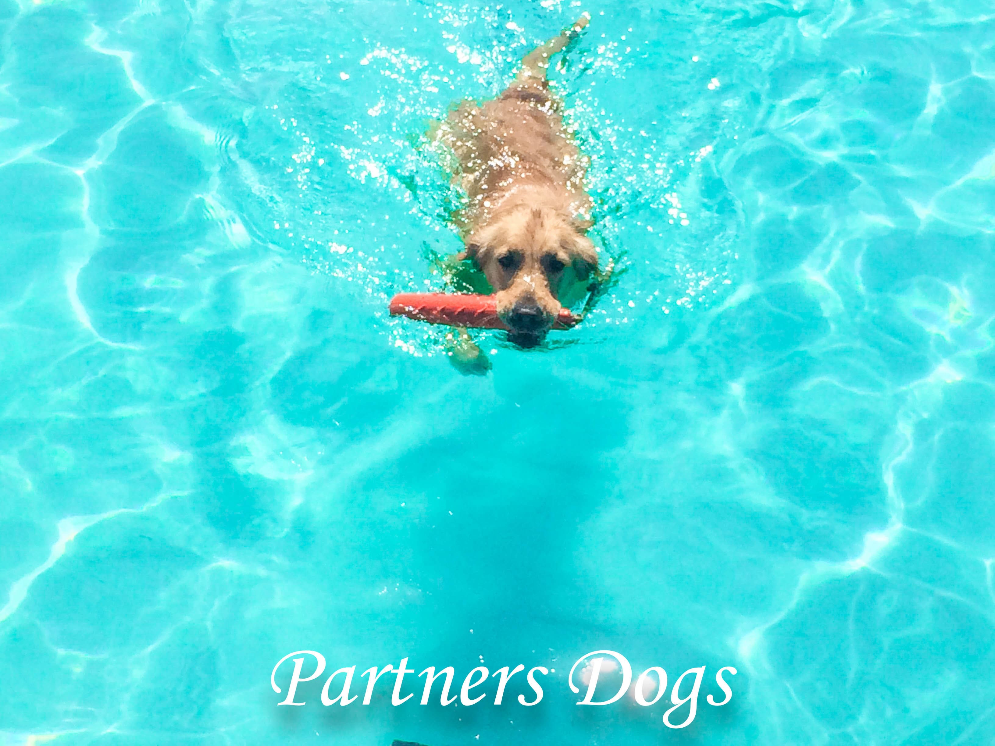 Partners dogs
