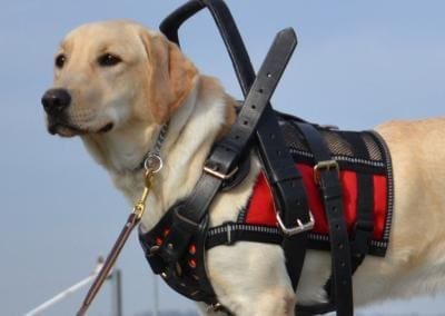 great service dogs working, how to stop badly behaved service, therapy, and emotional support dogs