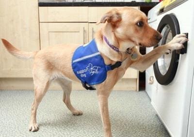 great service dogs working, how to stop badly behaved service, therapy, and emotional support dogs