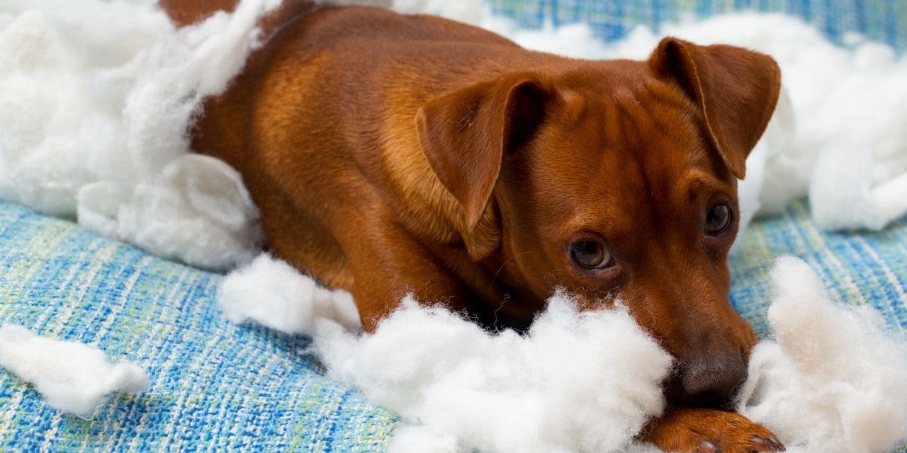 Does your dog CHEW your life up?