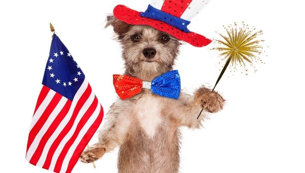 Is your dog afraid of fireworks or thunder?