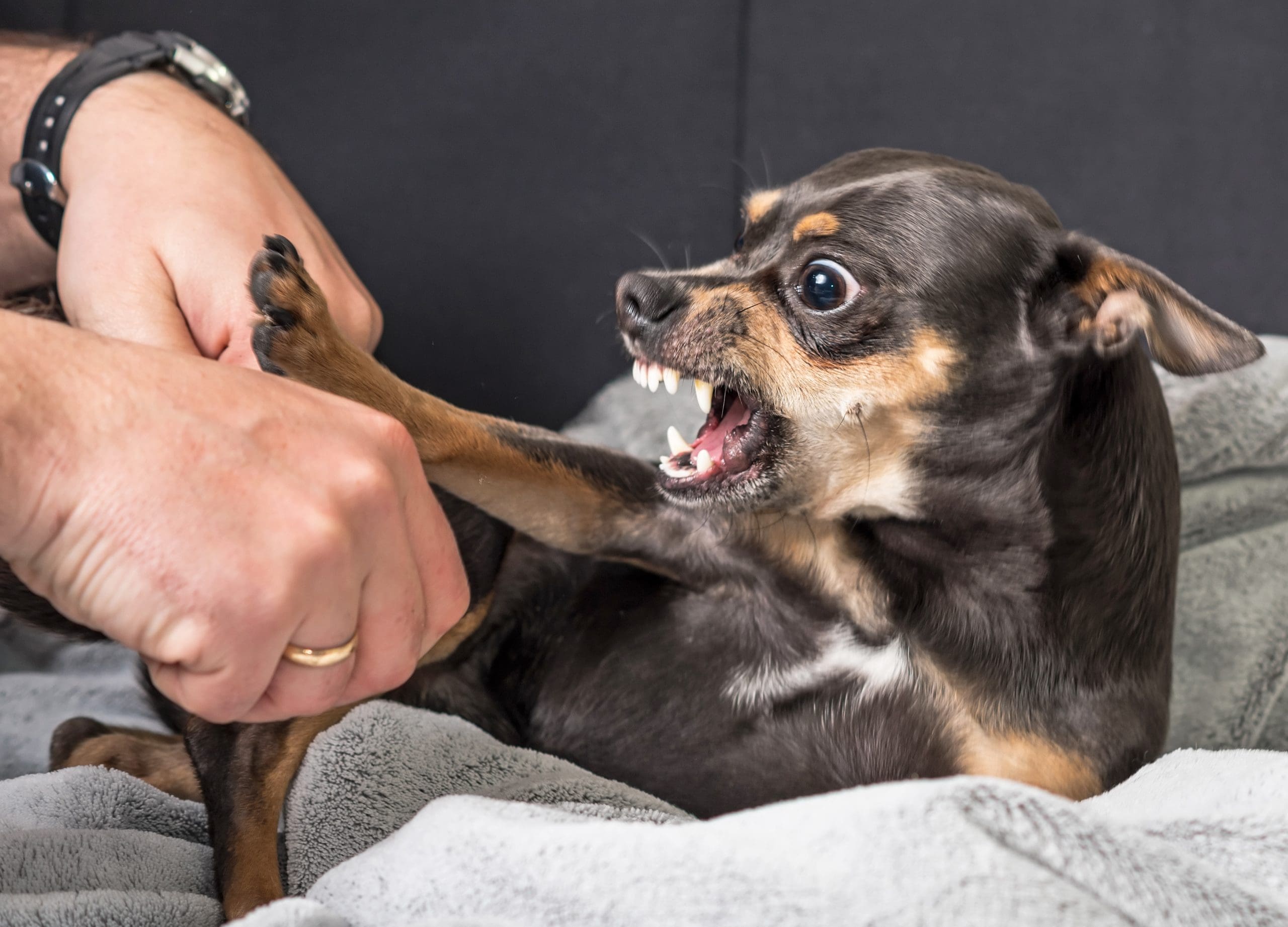 Why Do Dogs Hate Men?