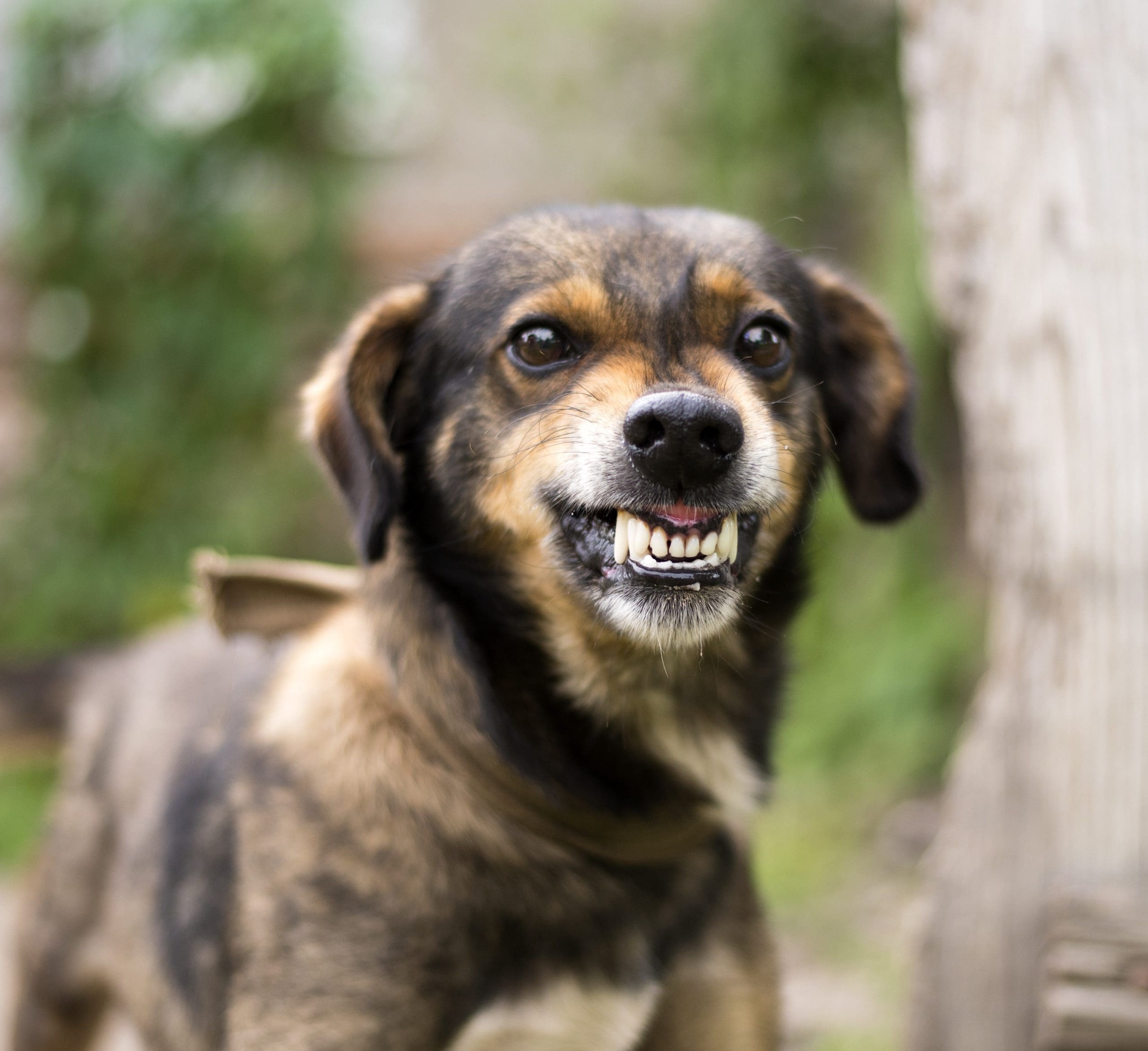 Why do dogs growl at our kids?