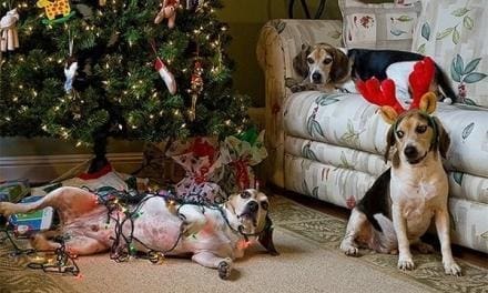 3 Ways to Stop Your Pet From Wrecking Decorations