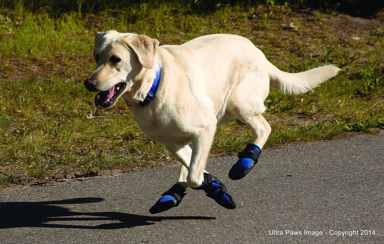 Dog booties like these 