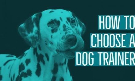 How to Choose a Dog Trainer