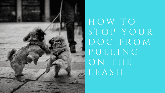 How to Stop Your Dog From Pulling on the Leash