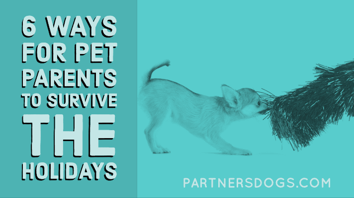 6 Ways for PET PARENTS to Survive the Holidays