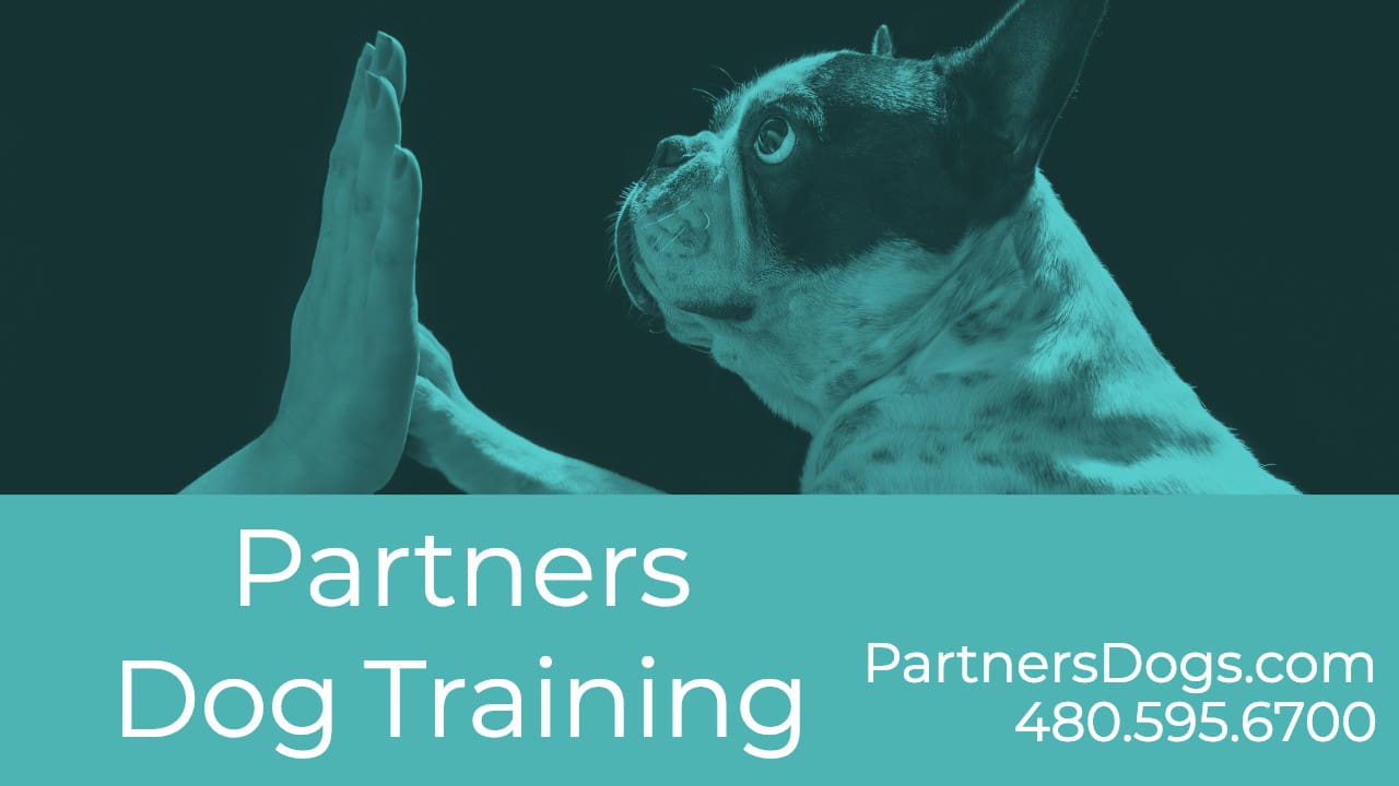 Cave Creek Dog Training Expert Dog Trainers in Cave Creek, AZ