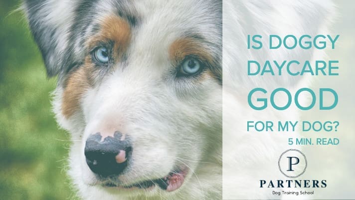 Is Doggy Daycare good for my dog?