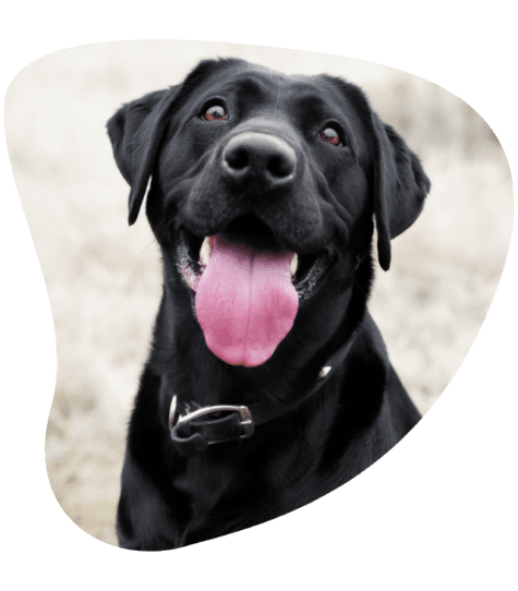 best dog training arizona