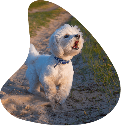 dog barking training in arizona