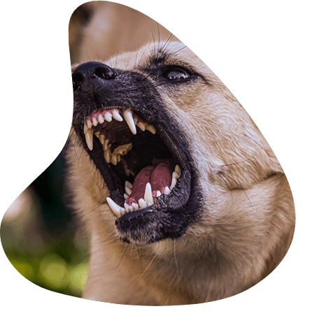 aggressive dog training arizona